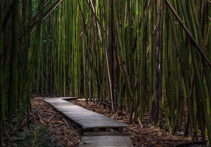 Do-it-yourself bamboo fence, the required tools 