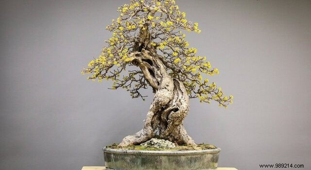 Why start growing bonsai? 