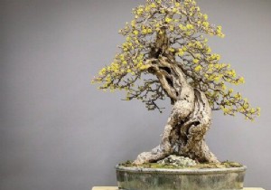 Why start growing bonsai? 