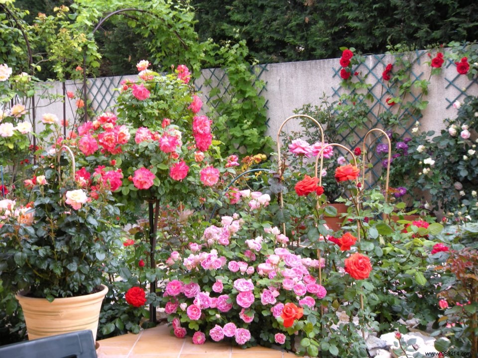 Create a rose garden in a small garden 