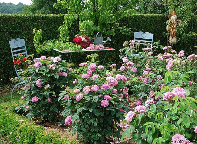 Create a rose garden in a small garden 