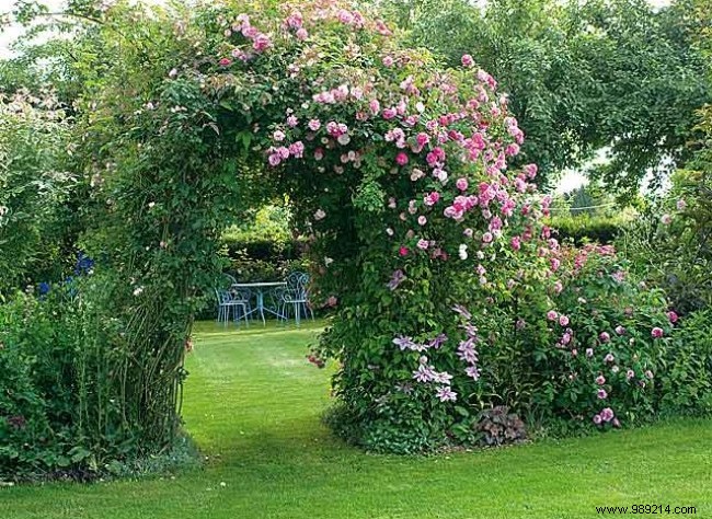 Create a rose garden in a small garden 