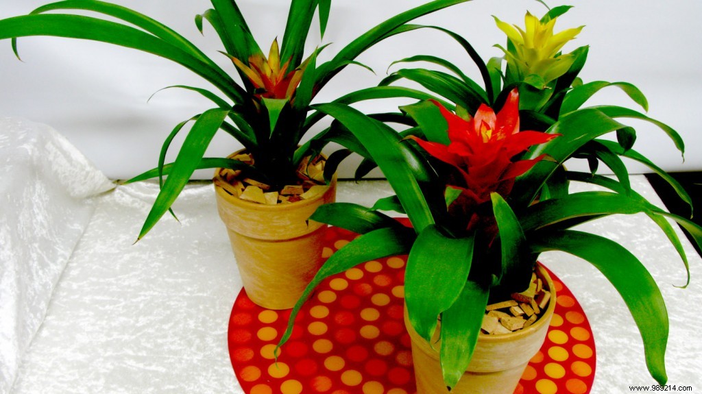 Top 3 indoor plants that bloom even in winter 