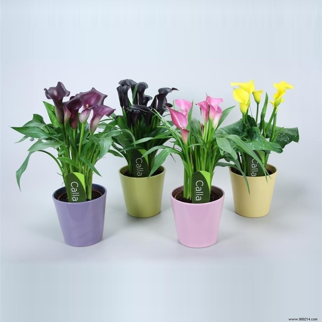 Top 3 indoor plants that bloom even in winter 