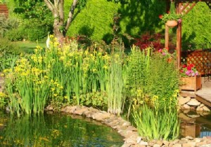 Introduction to pond plants 