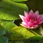 Introduction to pond plants 