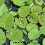 Introduction to pond plants 