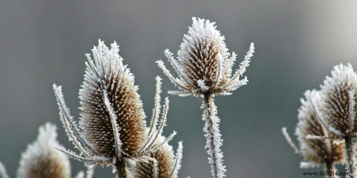 How to protect your plants from the cold? 