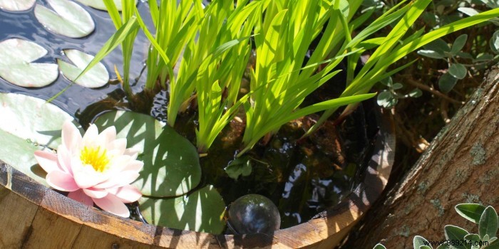 Make your own mini water garden 