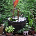 Make your own mini water garden 