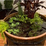 Make your own mini water garden 