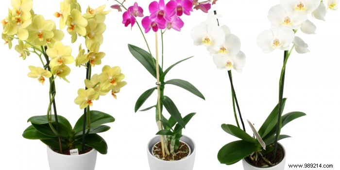 How to choose an orchid? 