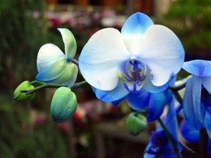 How to choose an orchid? 