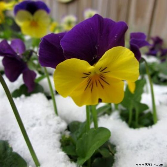 The flowered winter garden:which plant to choose? 