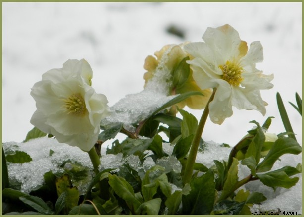 The flowered winter garden:which plant to choose? 