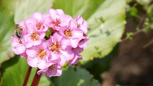 3 essential garden flowers to plant in spring 