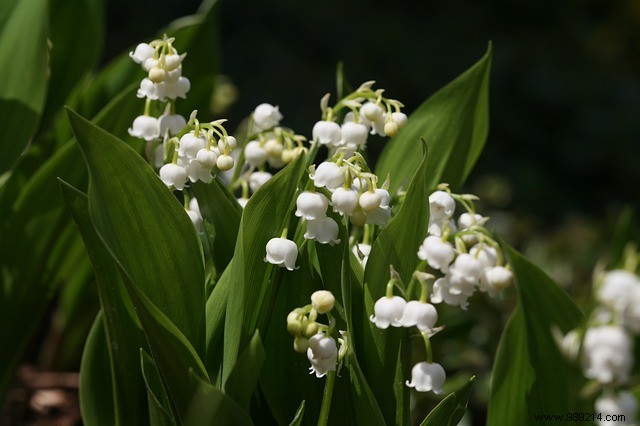 3 essential garden flowers to plant in spring 