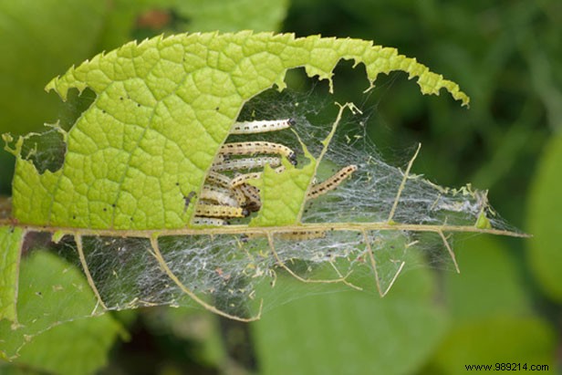 How to get rid of insect pests on plants? 