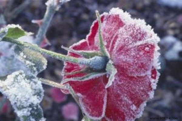 How to protect your roses in winter? 