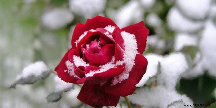 How to protect your roses in winter? 