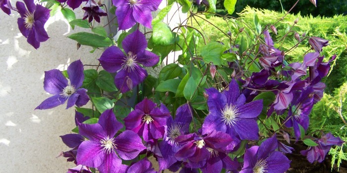 Choosing the right flowering climbing plant 