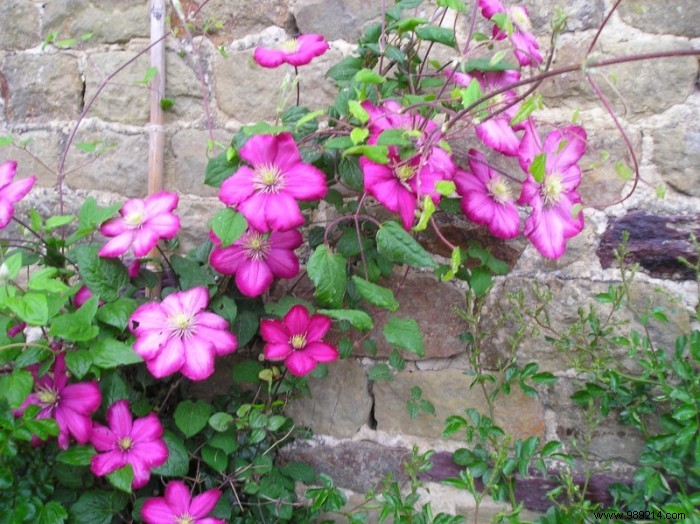 Choosing the right flowering climbing plant 