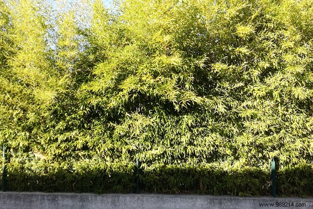 What persistent hedge to plant in your garden to protect yourself from the vis à vis? 