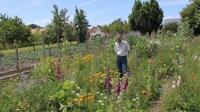 Beautify your garden with wild plants 