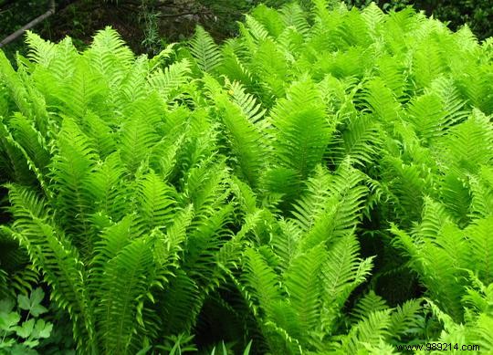 A green wall to beautify the garden 