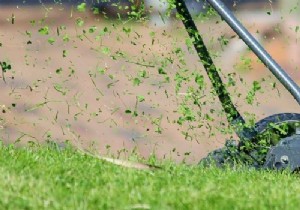 Proper lawn maintenance in 4 steps 