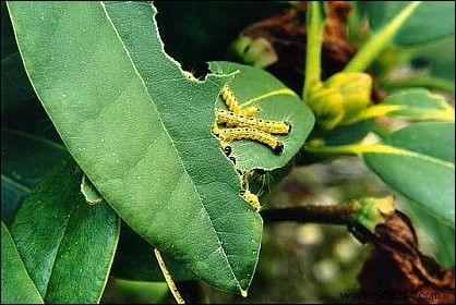 Planter:tips for protecting plants in winter 