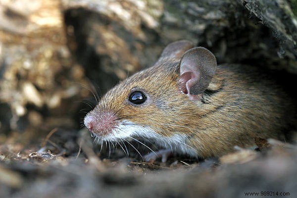 How to get rid of rodents in your garden 