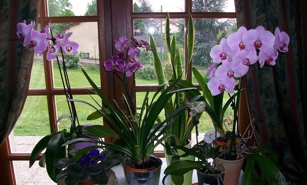 How to prevent an orchid from wilting? 