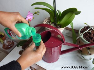 How to prevent an orchid from wilting? 