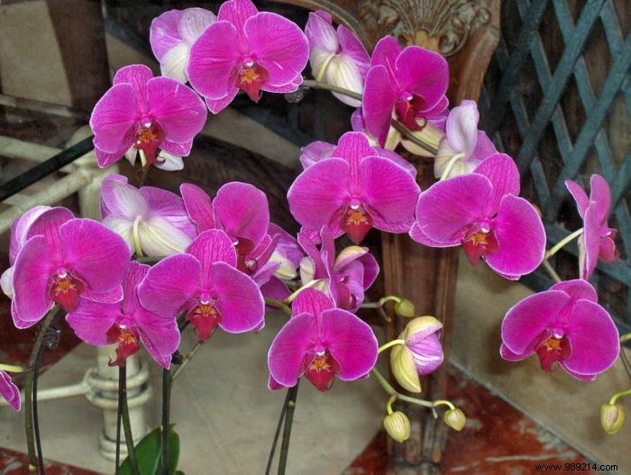 How to prevent an orchid from wilting? 