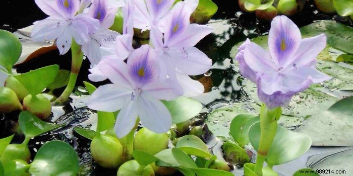 Essential aquatic plants in the garden 