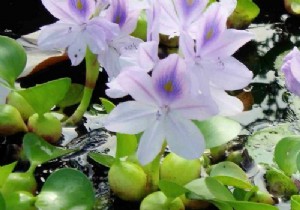 Essential aquatic plants in the garden 