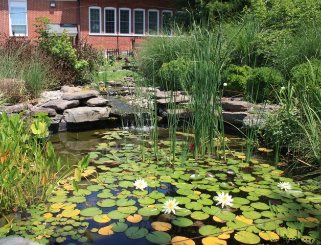 Essential aquatic plants in the garden 