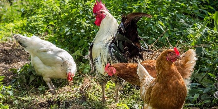 4 tips when raising chickens 