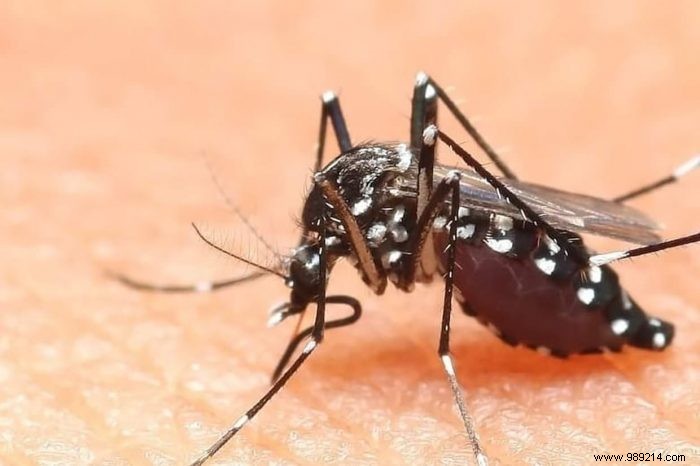 How do mosquitoes breed in your garden? 