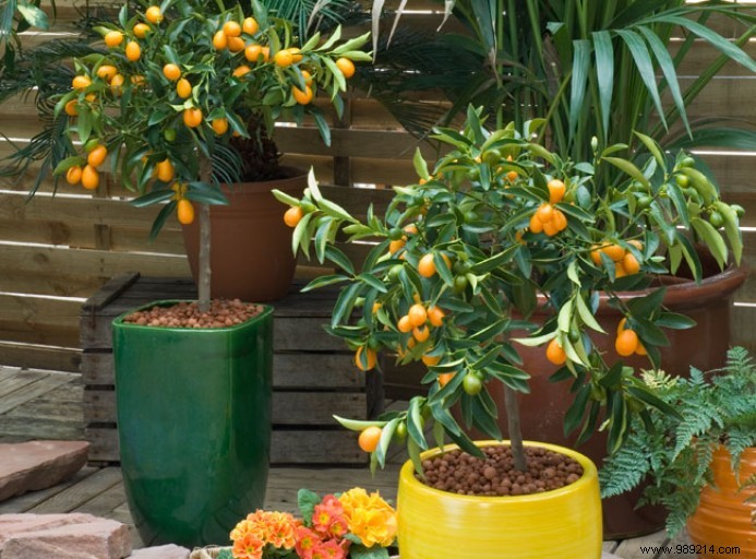 What if your balcony became a vegetable garden? 