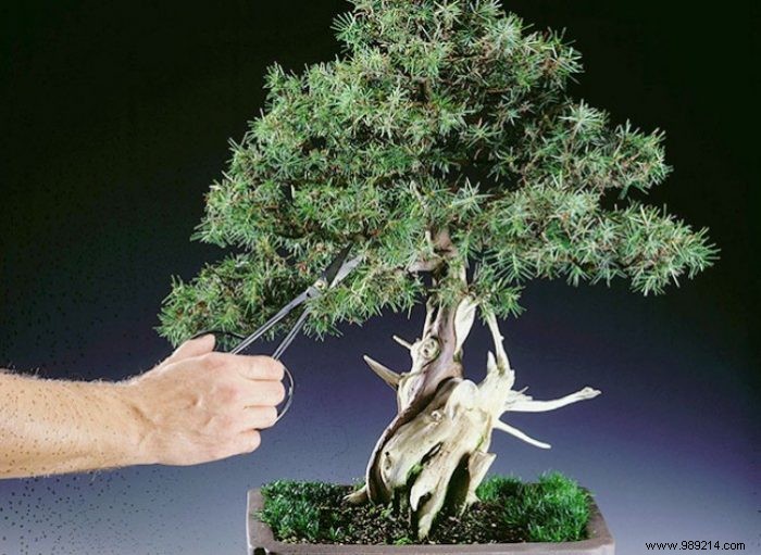 Tips for taking good care of bonsai trees 