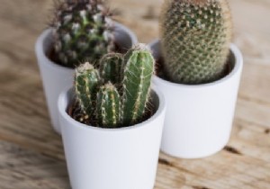 How to take care of a mini cactus? 