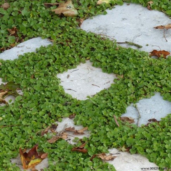 Ground covers to replace grass 