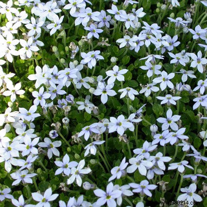 Ground covers to replace grass 