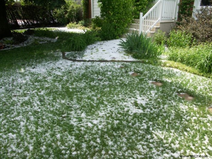 Ground covers to replace grass 