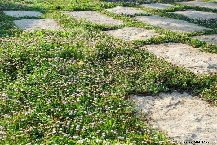 Ground covers to replace grass 