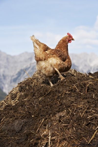 Chicken droppings:a quality fertilizer for gardening 