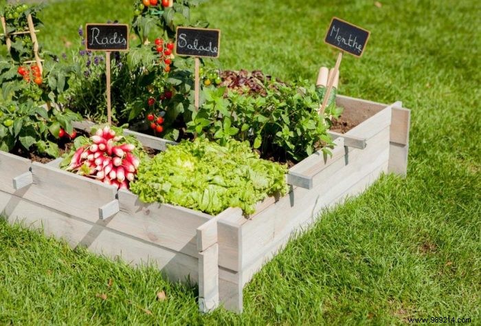 How to make a vegetable garden? 