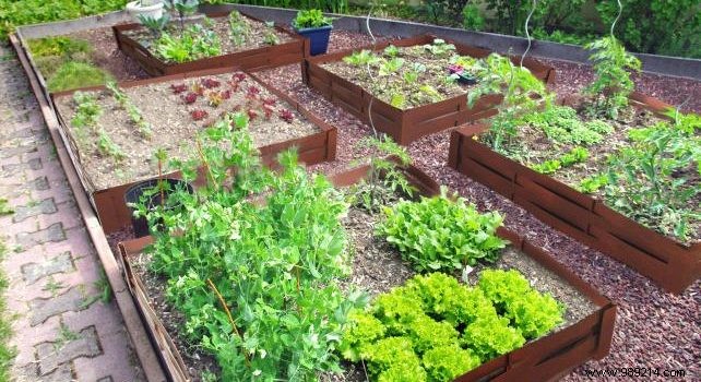 How to make a vegetable garden? 